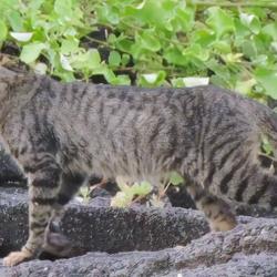 Cat and iguna.  Photo credit: C. Marmion 