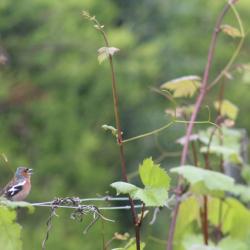 Chaffinch in vineyard