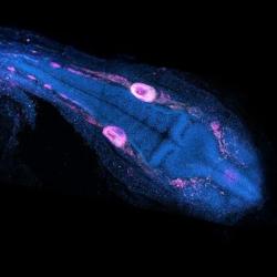 Cichlid embryo about two days after fertilisation, basic outlines of major structures like the brain and eyes are already visible photo by Dr Aleksandra Marconi