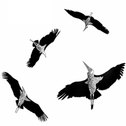 Cranes flying seen from below by Hugh Cott