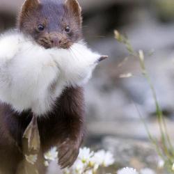 Mink will feast on any wildfowl they can catch - including chicks. Credit Terje Kolaas