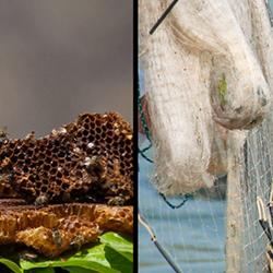 honeyguide eating wax by Dominic Cram, dolphin and fisherman’s hands with net by Fábio Daura-Jorge