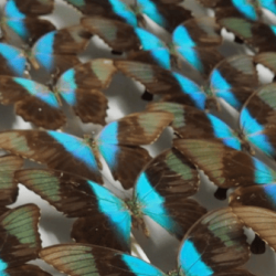 A drawer of pailio paranthus butterflies