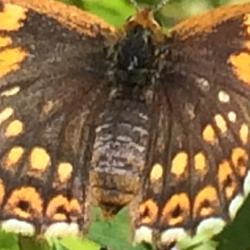 Duke of Burgundy Butterfly
