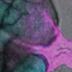 Establishing the mechanism of the calcium wave at egg activation 