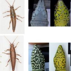 Examples of phenotypic trans-species polymorphisms