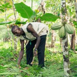 Image: The Gola Rainforest Project in Sierra Leone. This has limited leakage while slowing deforestation by supporting nearby farmers such as Mallo Samah to increase their yields and get higher prices for their cocoa. Photo credit: Michael Duff, © RSPB-im