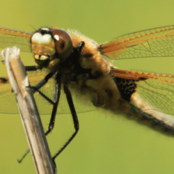 Four spot chaser dragonfly photo by Andrew Bladon