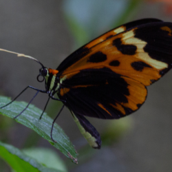 Glasswing butterfly (Mechanitis messenoides) photo by Alex Arias
