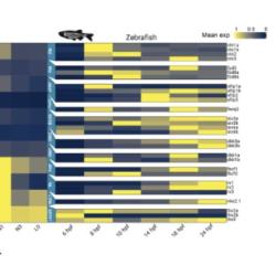 aGRN signature in deuterostome scRNA-seq data.