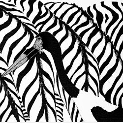 Close up image of zebra stripes by Michael Wood