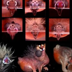 Multimodal mimicry of hosts in a radiation of parasitic finches