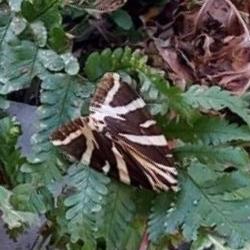 Someone using their phone to take a picture of a jersey tiger moth 