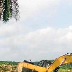 Tropical rainforest destruction