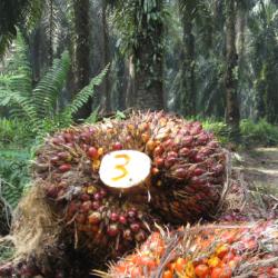 Oil palm plantation with fruit cut down and on the floor