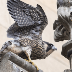 Peregrine falcon on the Pitt Building in Cambridge photo by Daniel Field