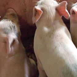 Piglets suckling