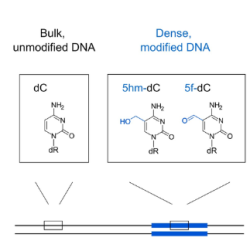 This image highlights the epigenetic modifications that mark human DNA replication start sites before their activation (left), how they are maintained during a DNA replication cycle (middle), and how they have been investigated (right). 