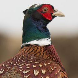 A pheasant surrounded by dried grass.