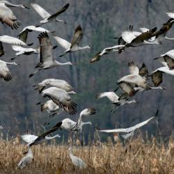 A flock of sandhill cranes taking flight photo: Canva