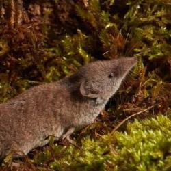 A shrew with its young (photo: Quentin Martinez)