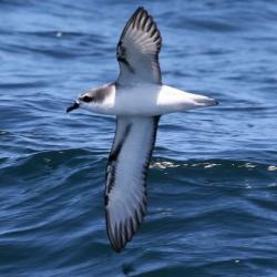 A seabird flies close to the water  Photo credit: Paul Donald