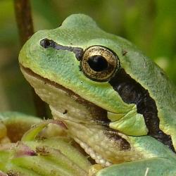 European tree frogs are often accidentally imported with flowers coming into the Netherlands. Credit University of Cambridge 