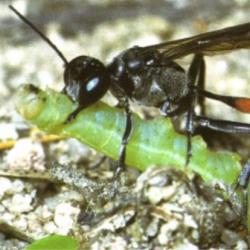 A female digger wasp carries a green caterpillar to feed her young.