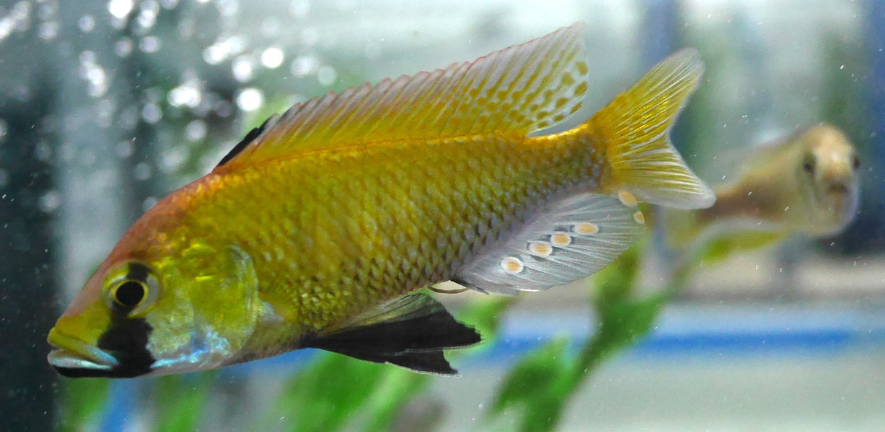 Cichlid fish photo: Eco-evo-devo Group Cichlid fish photo: Eco-evo-devo Group