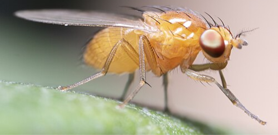 fruit fly image by Macrogiants via Wikimedia Commons fruit fly image by Macrogiants via Wikimedia Commons