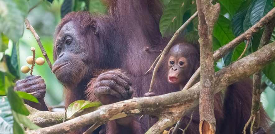 Bornean orangutan (pongo pygmaeus) danum valley, sabah, Malaysia (Photo credit: Prof. Daniel J. Field) Bornean orangutan (pongo pygmaeus) danum valley, sabah, Malaysia (Photo credit: Prof. Daniel J. Field)