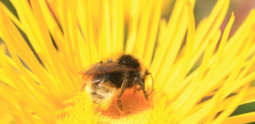 A bee in a yellow flower. Photo by Andrew Bladon A bee in a yellow flower. Photo by Andrew Bladon