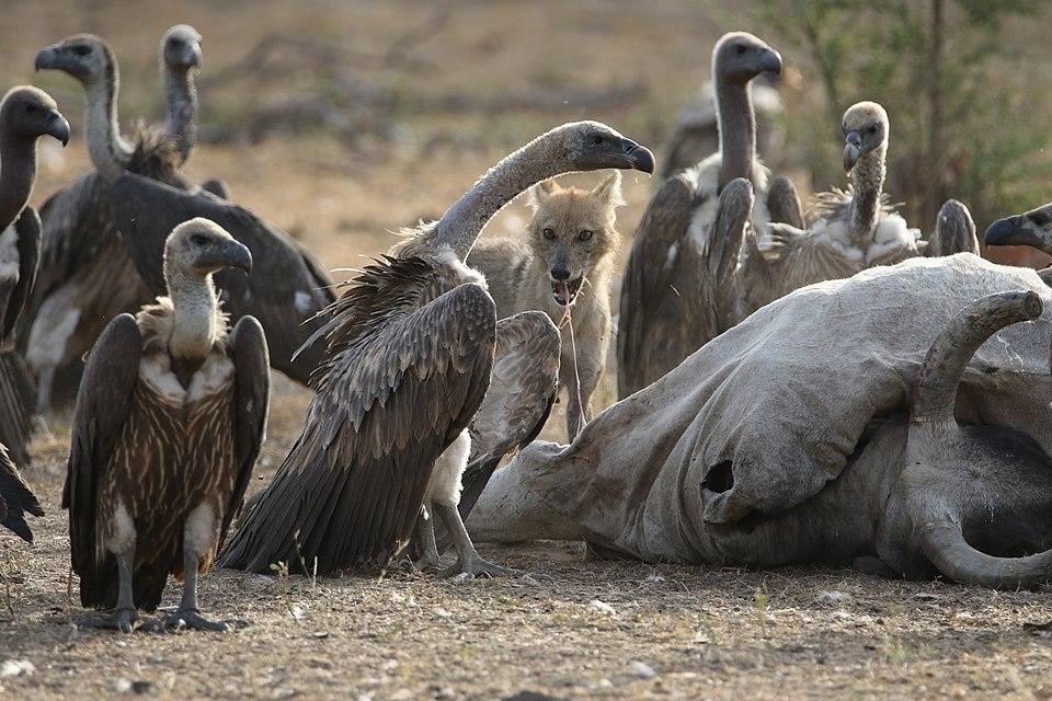 a large number of indian vultures and a jackal enjoying feast at madhav national park. photo by chitra 2016 from wikicommons a large number of indian vultures and a jackal enjoying feast at madhav national park. photo by chitra 2016 from wikicommons