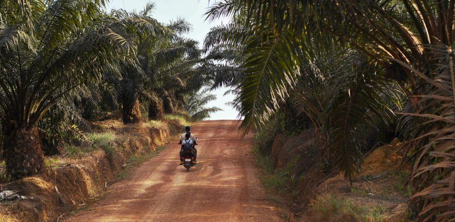 A road through an oil palm plantation in Liberia A road through an oil palm plantation in Liberia