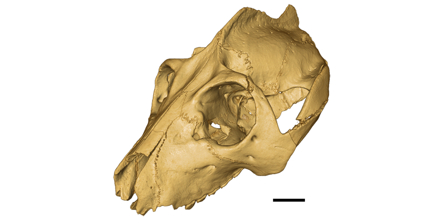 Digital rendering of CT-scanned skull of fossil primate _Adapis parisiensis_ (UMZC M.538) shown in dorso-lateral view. The anatomical information present in this and other fossils helped to accurately reconstruct phylogeny as determined in the study of As Digital rendering of CT-scanned skull of fossil primate _Adapis parisiensis_ (UMZC M.538) shown in dorso-lateral view. The anatomical information present in this and other fossils helped to accurately reconstruct phylogeny as determined in the study of As