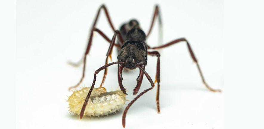 Ant and larvae picture by François Brassard Ant and larvae picture by François Brassard