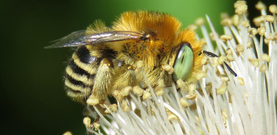 Anthophora bimaculata (c) Steven_Falk Anthophora bimaculata (c) Steven_Falk