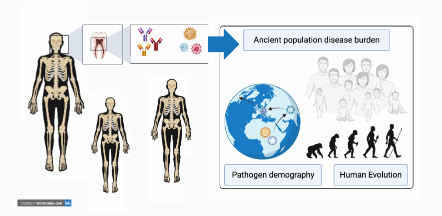 A graphic illustrating the PaleoMole's research into ancient DNA A graphic illustrating the PaleoMole's research into ancient DNA