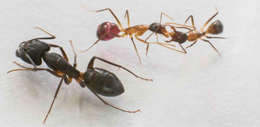 Ants photo: François Brassard Ants photo: François Brassard
