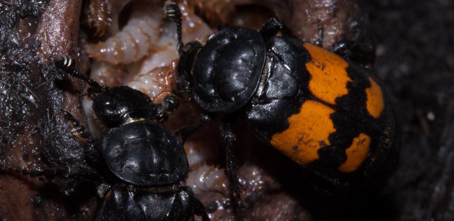 Burying Beetle by Syuan-Jyun Sun Burying Beetle by Syuan-Jyun Sun