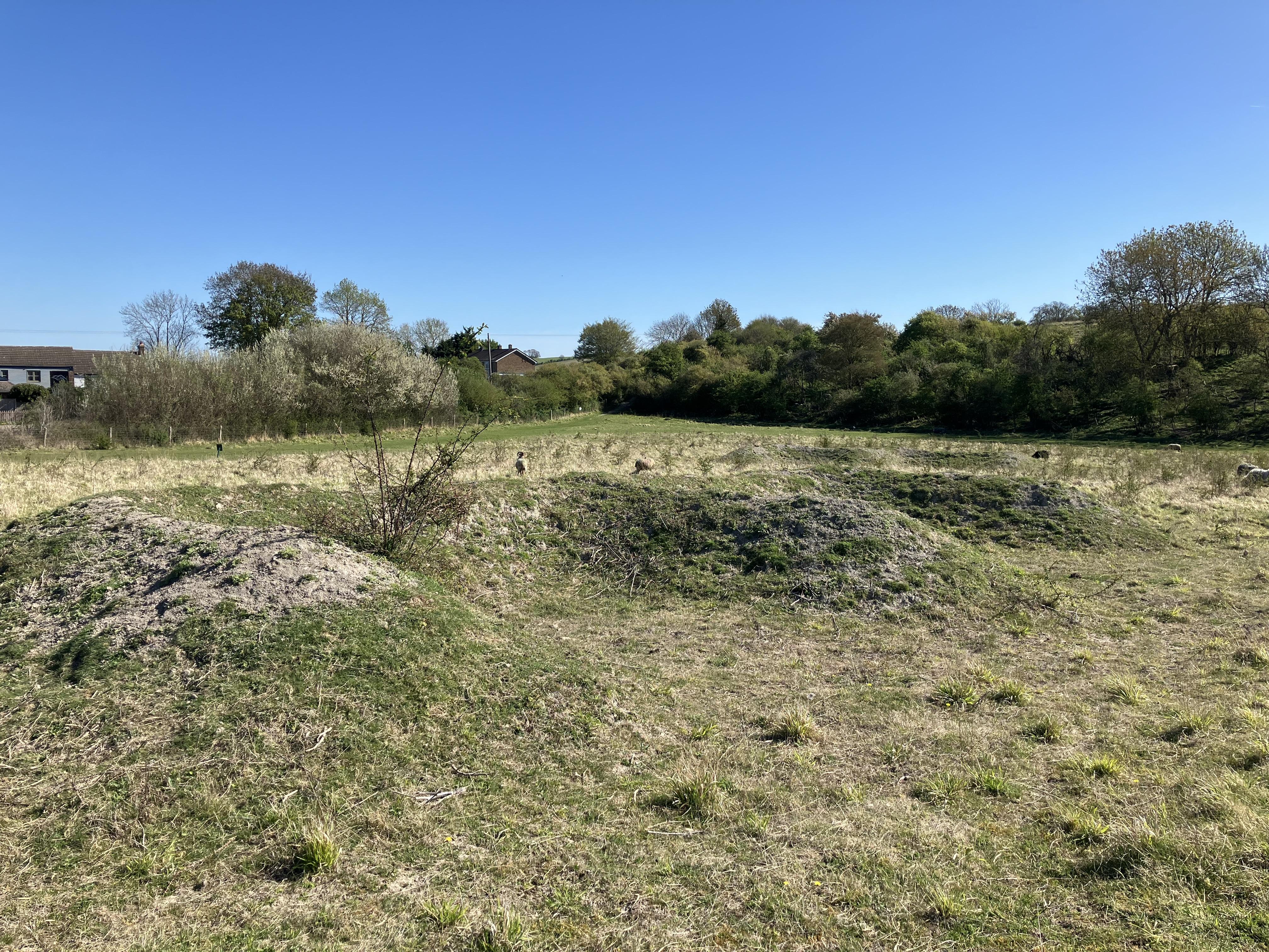 Butterfly bank in Bedfordshire. Photo: Ed Turner