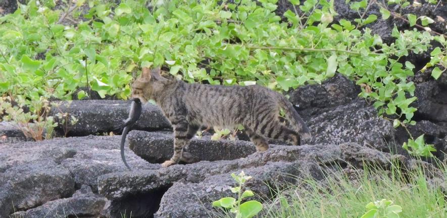 Cat and iguna. Photo credit: C. Marmion Cat and iguna. Photo credit: C. Marmion