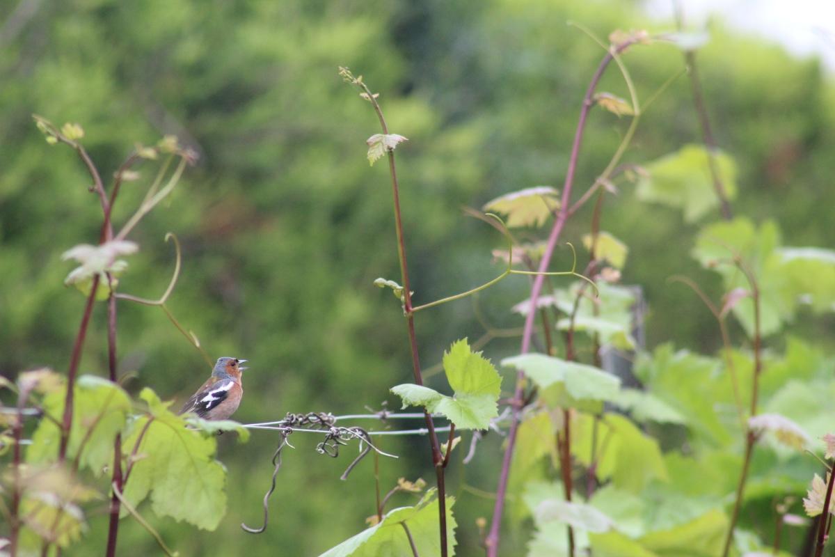 Chaffinch in vineyard Chaffinch in vineyard