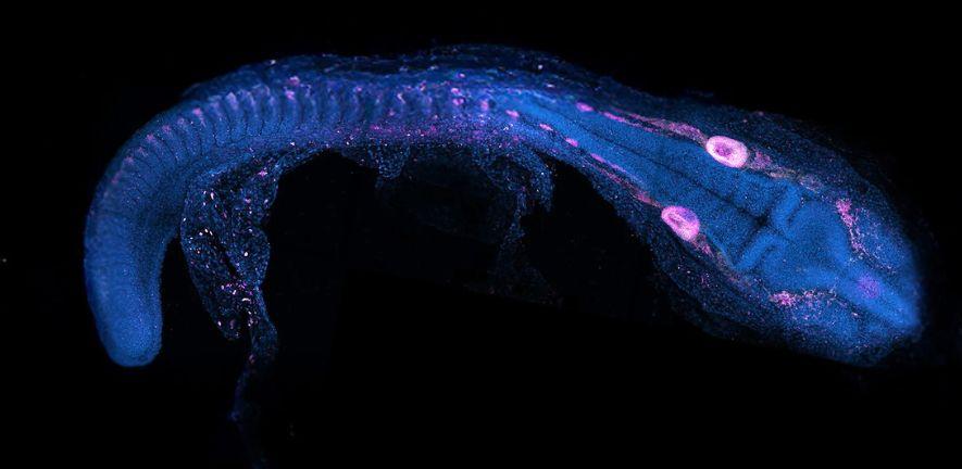 Cichlid embryo about two days after fertilisation, basic outlines of major structures like the brain and eyes are already visible photo by Dr Aleksandra Marconi Cichlid embryo about two days after fertilisation, basic outlines of major structures like the brain and eyes are already visible photo by Dr Aleksandra Marconi