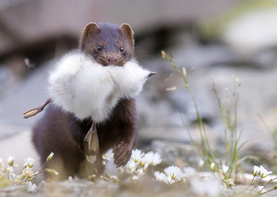 Mink will feast on any wildfowl they can catch - including chicks. Credit Terje Kolaas Mink will feast on any wildfowl they can catch - including chicks. Credit Terje Kolaas