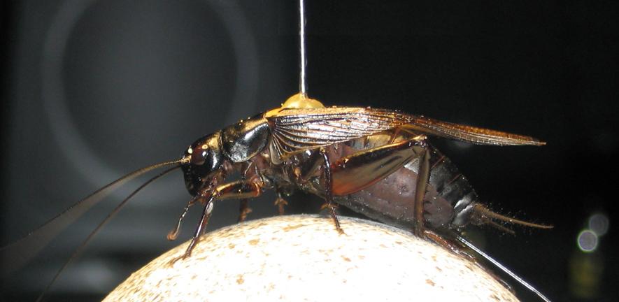 Cricket on a trackball to monitor direction a cricket takes when it hears different sounds Cricket on a trackball to monitor direction a cricket takes when it hears different sounds