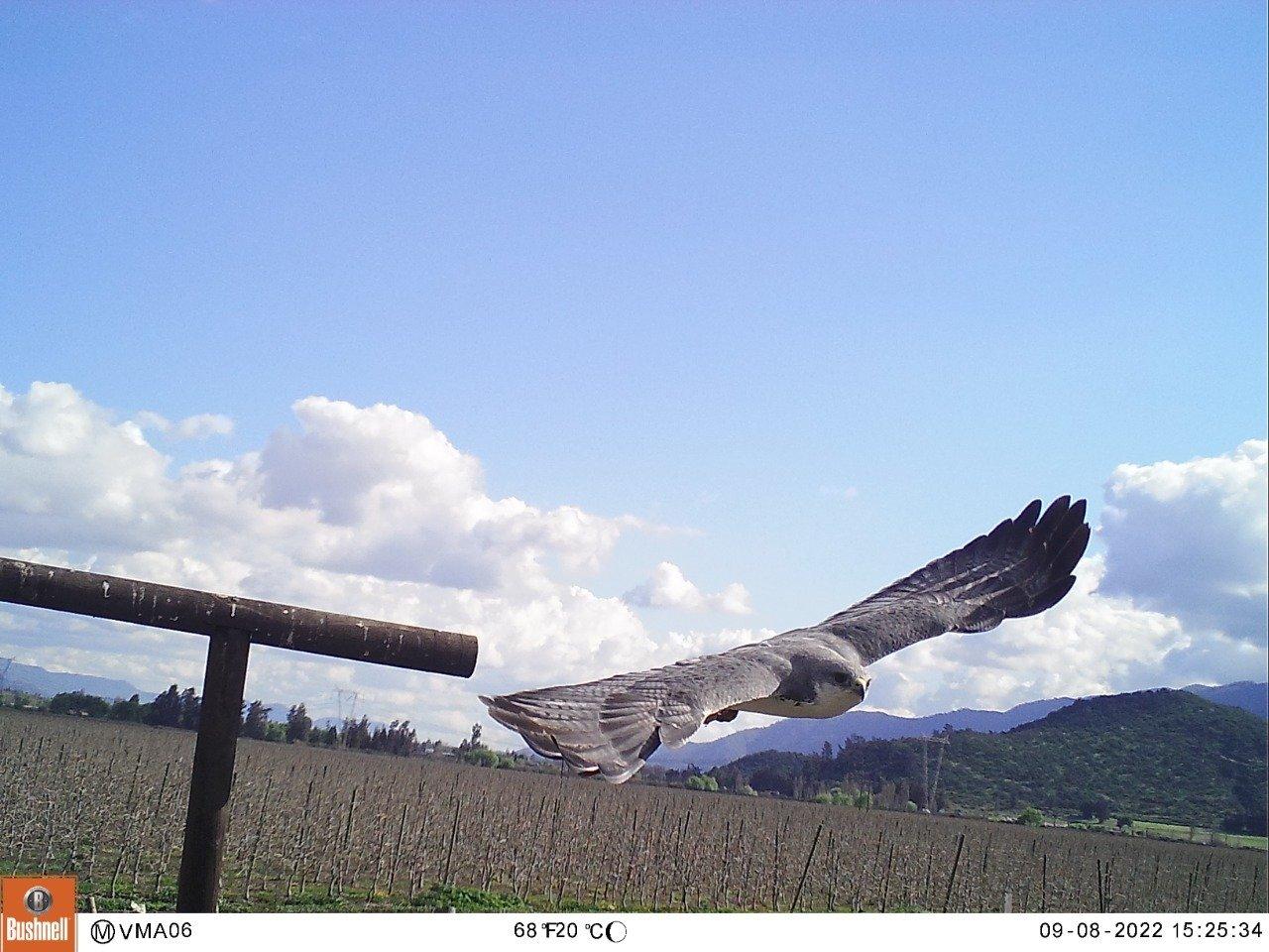 Variable hawk (Geranoaetus polyosoma) using a bird perch placed by farmers to encourage natural pest control in an intensive fruit farm in Chile. Credit: Nadia Rojas Variable hawk (Geranoaetus polyosoma) using a bird perch placed by farmers to encourage natural pest control in an intensive fruit farm in Chile. Credit: Nadia Rojas