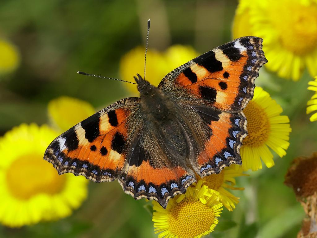Small tortoiseshell butterfly Aglais urticae, a once common species showing long-term decline in the UK. Credit: Iain Leach Small tortoiseshell butterfly Aglais urticae, a once common species showing long-term decline in the UK. Credit: Iain Leach