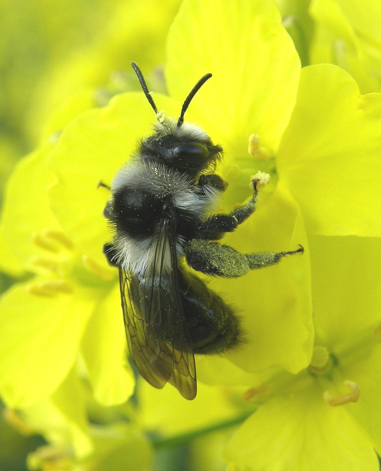 The ashy mining bee, Andrena cineraria, a key ground-nesting pollinator species for UK crop production. Shown visiting oilseed rape flowers. Credit: Steven Falk The ashy mining bee, Andrena cineraria, a key ground-nesting pollinator species for UK crop production. Shown visiting oilseed rape flowers. Credit: Steven Falk