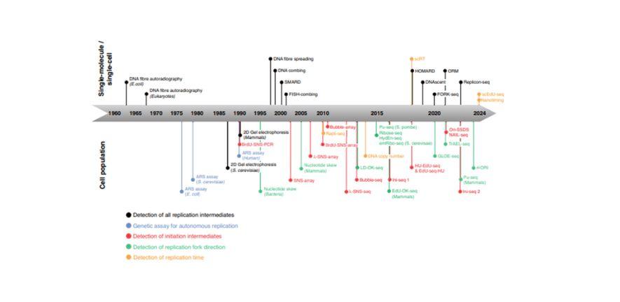 The image represents a timeline for the recent development of methods to map DNA replication events in eukaryotic cells (Fig. 1 of Hyrien et al, 2025). The image represents a timeline for the recent development of methods to map DNA replication events in eukaryotic cells (Fig. 1 of Hyrien et al, 2025).